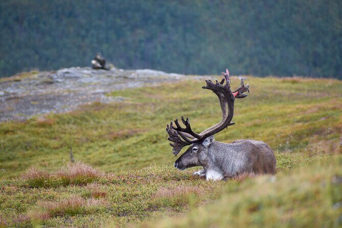 Arctic Wildlife and Fjord Sightseeing - Price and timing: what $226.16 buys you in Tromsø time