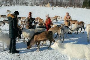 Exclusive Reindeers Experience in small groups, Tromso - Feeding reindeer like you mean it: bread, behavior, and antler lasso practice