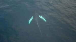 From Tromsø: All-Inclusive Whale & Orca Safari - Getting on board: comfort you’ll actually use