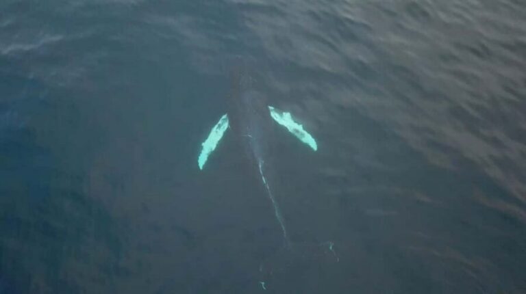 From Tromsø: All-Inclusive Whale & Orca Safari - Getting on board: comfort you’ll actually use