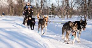 From Tromsø: Fun and Easy Dog Sledding Adventure - The Route From Tromsø to Breivikeidet: 50 Minutes That Sets the Tone