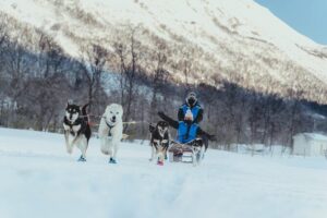 Fun & Easy Dog Sledding Adventure from Tromsø - Noon Tour - The 45-Minute Transfer to the Husky Farm (And Why It Matters)