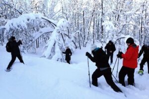 Guided Snowshoe Walk on Tromsoya Island in Tromso - The walk itself: mostly-flat forest paths, birch and spruce views, and photo breaks