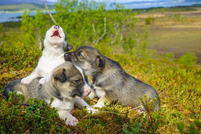Puppy Training Experience at a Husky Farm in Tromso - Getting Dressed for Sloppy Fun: Waterproof Clothes and Rubber Boots