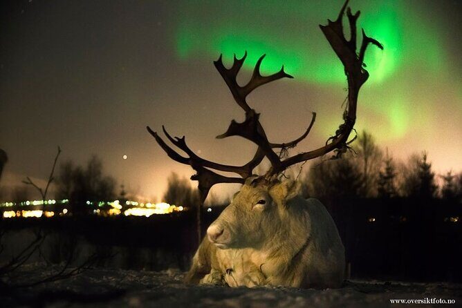 Reindeer feeding & Saami Culture with chance for Northern Lights - Tromsø pickup at 6:00 pm, and why the timing really matters