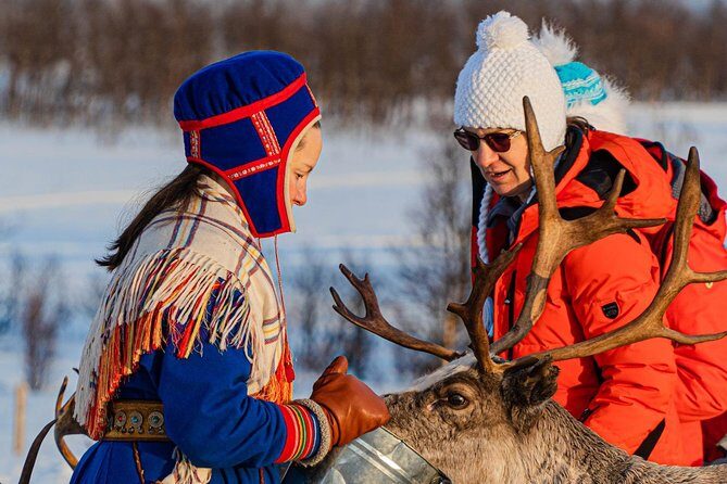 Reindeer feeding & Saami Culture - The Lyngen Alps Camp: Reindeer Feeding Up Close