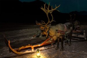Reindeer Sledding and Feeding with Chance of Northern Lights Tromso - Reindeer Sledding and Feeding: How the Cold, Snow, and Reindeer Time Works