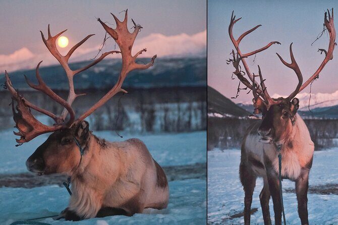 Reindeer Sledding and Feeding with Chance of Northern Lights Tromso - Who Should Book This Sami Reindeer and Aurora Tour?