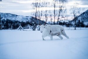Reindeer Sledding, Feeding And Sami Culture At Reindeer Farm - Entering the Sámi Reindeer Camp: Feeding, Etiquette, and Flow