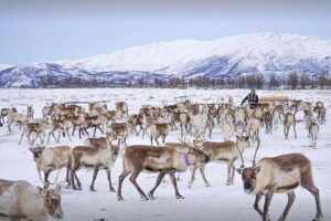 Sami Culture and Short Reindeer Sledding from Tromso - Feeding 300 reindeer near Tromsø: up close without the zoo feeling