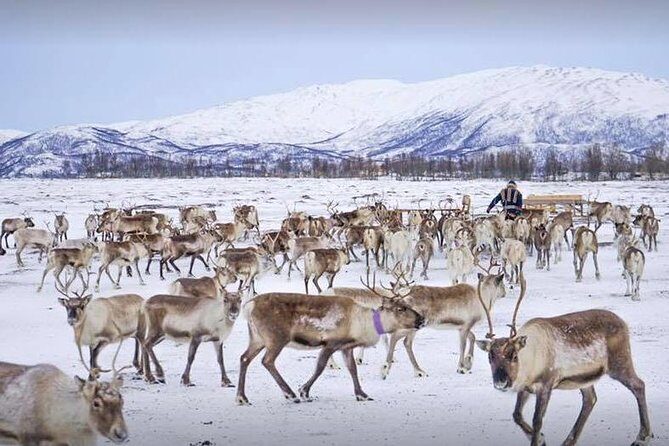 Sami Culture and Short Reindeer Sledding from Tromso - Feeding 300 reindeer near Tromsø: up close without the zoo feeling