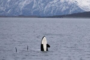 Silent Whale Watching by Hybrid-Electric Boat from Tromsø - The day’s route: Lyngstuva lighthouse, Skjervøy herring, then Kvaenangen whales
