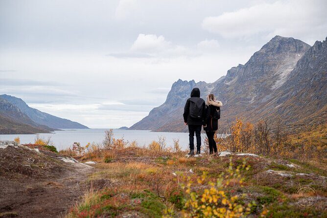Small Group Arctic Fjords Road trip with Scenic Picnic - Your drive toward Kvaløya: where to focus for roaming wildlife
