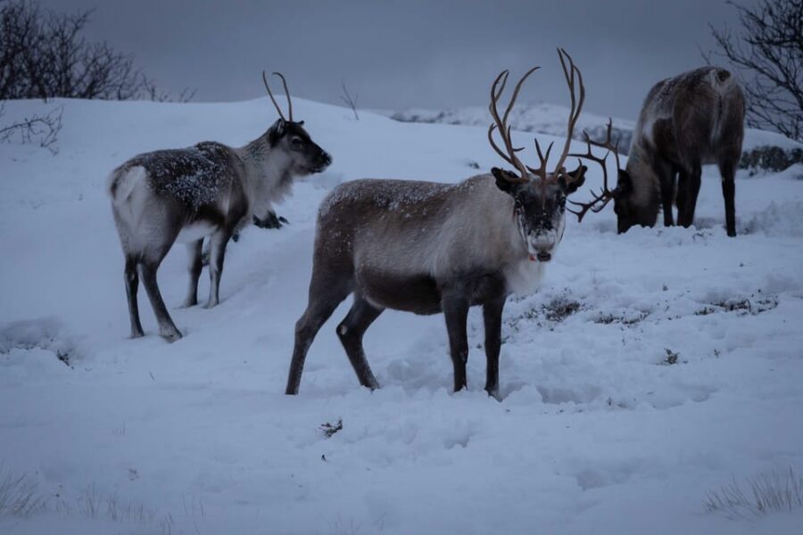 Tromsø: Fjords & Beaches Tour with Campfire and Arctic Food - Key highlights to look for before you go