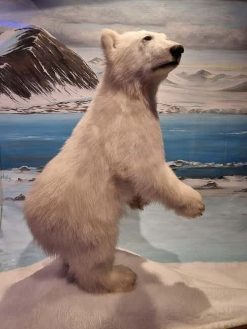 Tromsø: Guided Polar Bear Walk incl. Polaria & Polar Museum - Key takeaways before you go