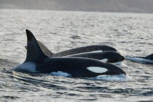 Tromsø: Orca and Whale Watching comfort heated boat Trip - Getting to Skjervøy: the day starts with the “long part”