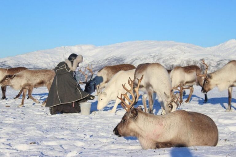 Tromsø: Reindeer Camp and Sami Cultural Tour with Lunch - Getting From Tromsø to the Reindeer Ranch (and Why the Timing Matters)