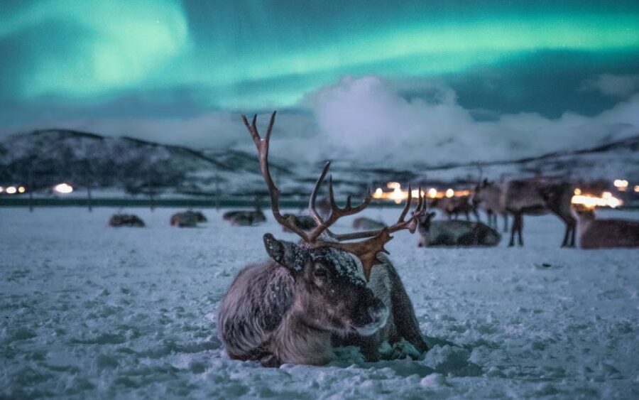 Tromsø: Reindeer Sled, Dinner, and Chance of Northern Lights - Key things worth getting excited about