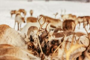 Tromsø: Reindeer Sledding & Feeding with a Sami Guide - The Short Seaside Drive: Why “Not Far” Is a Big Deal in Winter