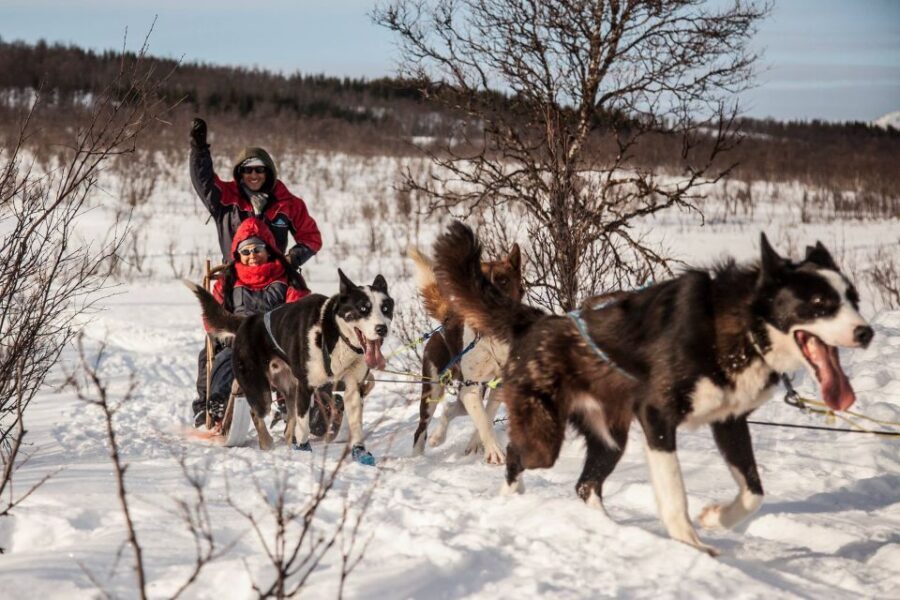 Tromsø: Self-Drive Husky Dog Sledding Adventure - Staying Warm and Moving Safely with Arctic Suits