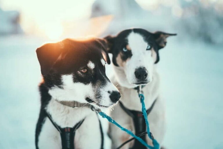 Tromsø: Self-Drive Husky Dog Sledding Adventure - A Kennel Visit on Kvaløya with 130 Alaskan Huskies