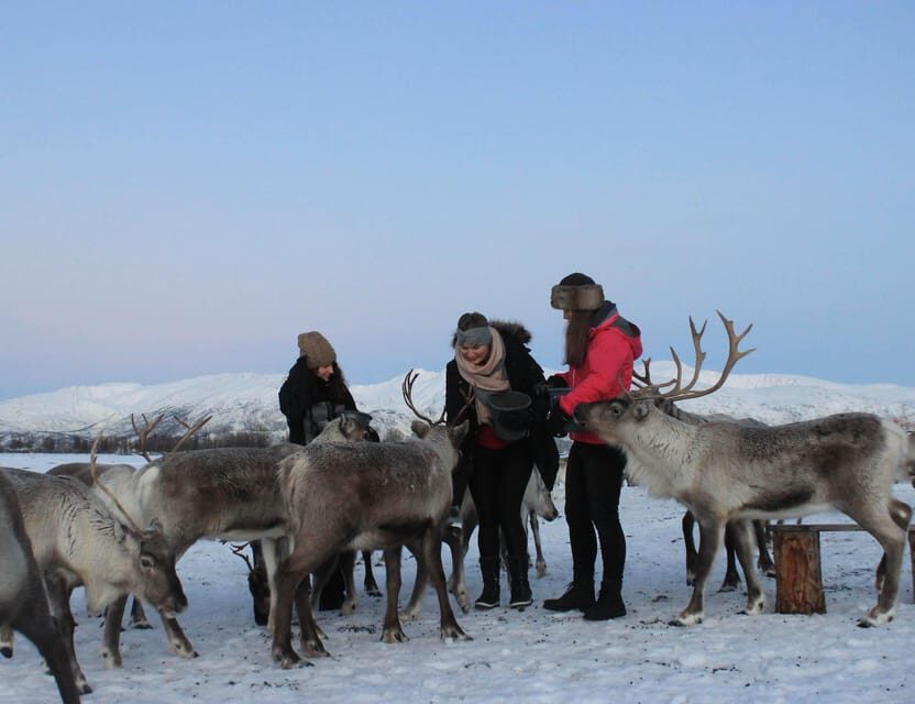 Tromsø: Snowshoeing Tour & Reindeer Encounter with Lunch - Key Things That Make This Tromsø Tour Worth It