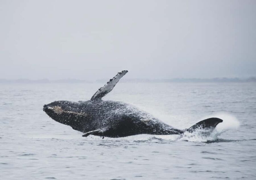 Tromsø Whale Safari with MS Keiser Wilhelm - Guides on Board: What You’ll Learn While You Wait