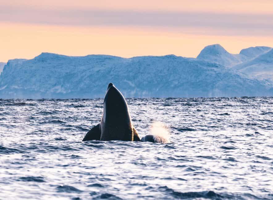 Tromsø Whale Safari with MS Keiser Wilhelm - Value and Price: What $194 Buys You