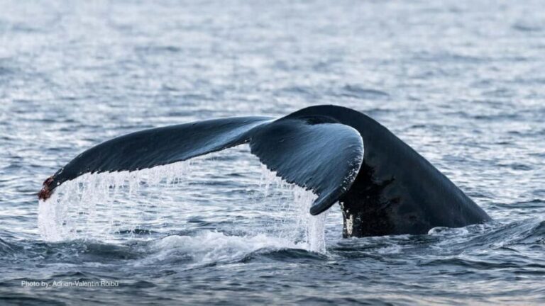 Tromsø: Whale Watching Tour by Hybrid-Electric Boat - Safety briefing, then whale hunting begins
