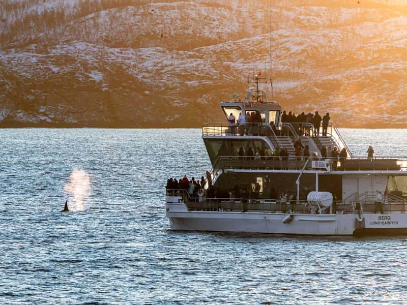 Tromsø: Whale Watching Tour by Hybrid-Electric Boat - Price and value: is $195 worth it?