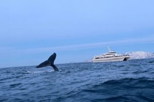 Whale Safari in Tromso - Deck strategy: seats, wind, and motion sickness prep