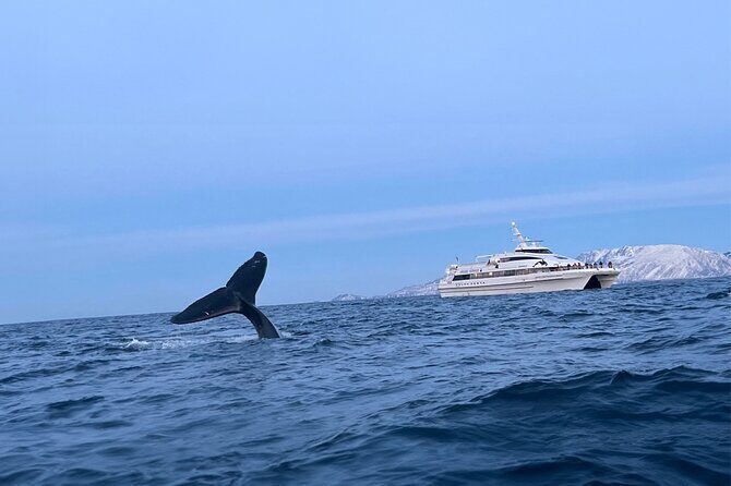Whale Safari in Tromso - Deck strategy: seats, wind, and motion sickness prep
